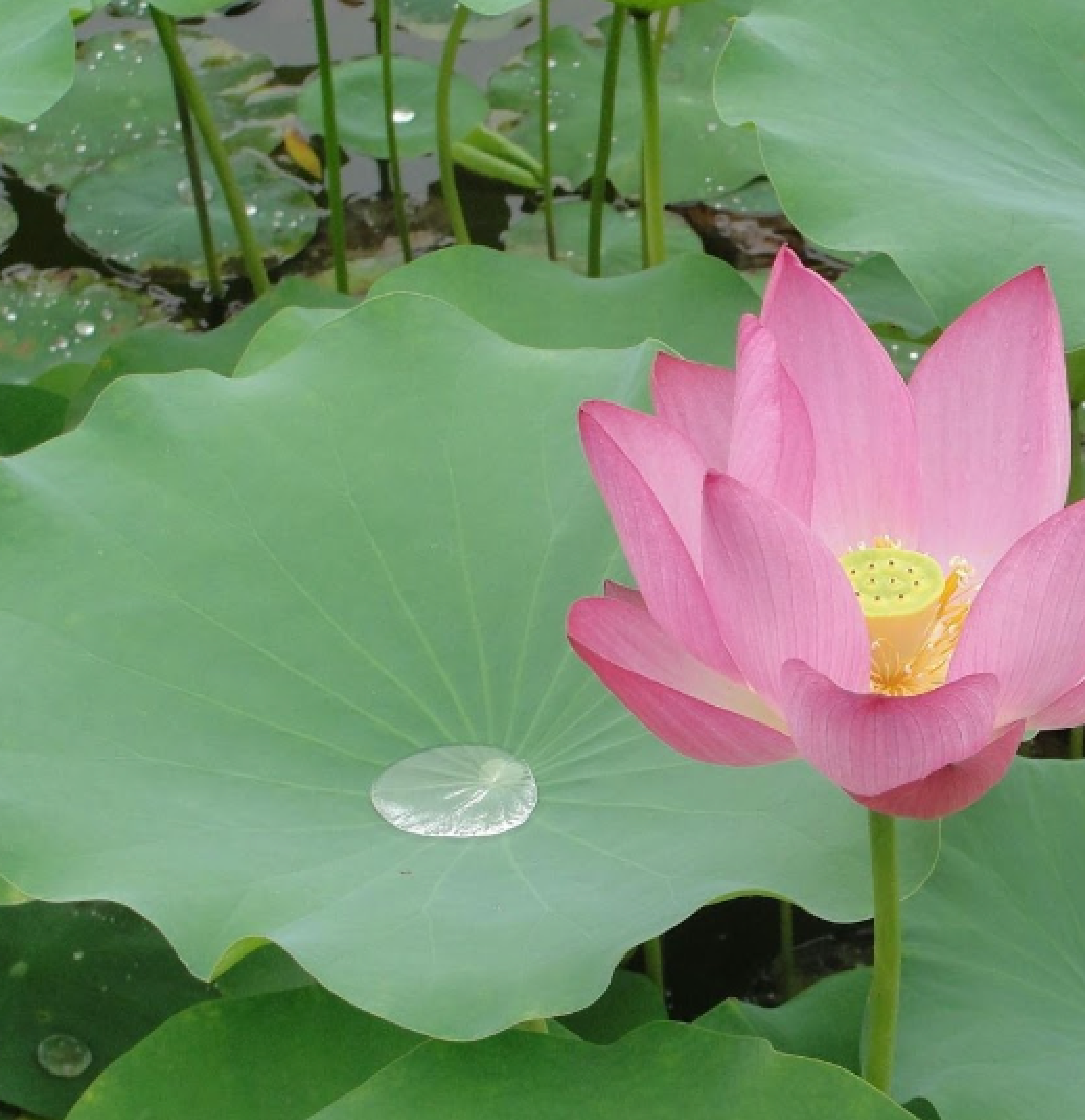 lotus leaf and flower